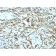 pS2 / pNR-2 / TFF1 (Estrogen-Regulated Protein)(TFF1/2133), CF405S conjugate, 0.1mg/mL