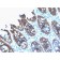 Cytokeratin 8 (KRT8) (rB22.1), CF405S conjugate, 0.1mg/mL