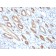 Occludin (Marker of Early Blood Brain Barrier Damage)(OCLN/2181), CF405S conjugate, 0.1mg/mL