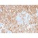 HLA-DR (MHC II)(TAL 1B5), CF405S conjugate, 0.1mg/mL