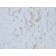 Cytochrome p450(M12P4H2), CF405S conjugate, 0.1mg/mL