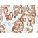 Cytokeratin 7 (Glandular and Transitional Epithelial Marker)(KRT7/2200), CF405S conjugate, 0.1mg/mL