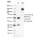 Glucose 6-Phosphate Isomerase(CPTC-GPI-1), CF405S conjugate, 0.1mg/mL