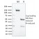 Protein Tyrosine Phosphatase, non-receptor type 6(CPTC-PTPN6-2), CF405S conjugate, 0.1mg/mL