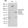 Malate dehydrogenase 1 NAD (soluble)(CPTC-MDH1-1), CF405S conjugate, 0.1mg/mL