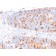 MBD1 (Methyl-CpG Binding Domain Protein 1)(CPTC-MBD1-1), CF405S conjugate, 0.1mg/mL