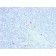 Human IgG4 (Ig Heavy Constant Gamma 4) (G4m Marker) (rIGHG4/1345), CF405S conjugate, 0.1mg/mL