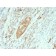 GAD2 / GAD65 (GABAergic Neuronal Marker)(GAD2/2362), CF405S conjugate, 0.1mg/mL