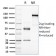 HER-4 / ERBB4(HFR-1), CF405S conjugate, 0.1mg/mL