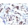 ZFYVE28 (Zinc Finger FYVE-type containing 28)(LST2/2426), CF405S conjugate, 0.1mg/mL