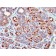 GATA-3 (Breast and Urothelial Marker)(GATA3/2442), CF405S conjugate, 0.1mg/mL
