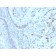 Cyclin E (G1/S-Phase Cyclin) (CCNE1/2460), CF405S conjugate, 0.1mg/mL