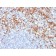 MMP9 (Matrix Metalloproteinase 9)(MMP9/2477), CF405S conjugate, 0.1mg/mL