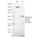 NKX2.8(NKX28/2547), CF405S conjugate, 0.1mg/mL