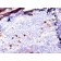 Human IgM (Immunoglobulin Mu Heavy Chain) (B-Cell Marker)(IGHM/2557R), CF405S conjugate, 0.1mg/mL