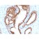NKX3.1 (Metastatic Prostate Adenocarcinoma Marker)(NKX3.1/2576), CF405S conjugate, 0.1mg/mL