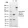 Cyclin D2(CCND2/2620), CF405S conjugate, 0.1mg/mL
