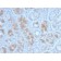 Gastrin(GAST/2634), CF405S conjugate, 0.1mg/mL