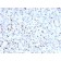 Myogenin (Skeletal Muscle Marker) (MYOG/2660), CF405S conjugate, 0.1mg/mL