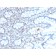 Biotium BNC042689-100, BMI1 (Oncogene and Stem Cell Marker)(BMI1/2689), CF405S conjugate, 0.1mg/mL