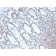 Biotium BNC042690-100, BMI1 (Oncogene and Stem Cell Marker)(BMI1/2690), CF405S conjugate, 0.1mg/mL