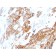 Heregulin-1 / Neuregulin-1 (Breast and Urothelial Marker)(NRG1/2710), CF405S conjugate, 0.1mg/mL