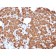 Biotium BNC042711-100, Carboxypeptidase A1 / CPA1 (Pancreatic Cancer Marker)(CPA1/2711), CF405S conjugate, 0.1mg/mL