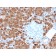 Biotium BNC042712-100, Carboxypeptidase A1 / CPA1 (Pancreatic Cancer Marker)(CPA1/2712), CF405S conjugate, 0.1mg/mL