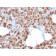 Biotium BNC042713-100, Carboxypeptidase A1 / CPA1 (Pancreatic Cancer Marker)(CPA1/2713), CF405S conjugate, 0.1mg/mL