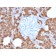 Biotium BNC042714-100, Carboxypeptidase A1 / CPA1 (Pancreatic Cancer Marker)(CPA1/2714), CF405S conjugate, 0.1mg/mL
