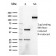 Heregulin-1 / Neuregulin-1 (Breast and Urothelial Marker)(NRG1/2752), CF405S conjugate, 0.1mg/mL