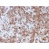 Biotium BNC042792-100, Cathepsin K (Marker of Tumor Invasiveness)(CTSK/2792), CF405S conjugate, 0.1mg/mL