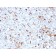 Biotium BNC042793-100, Cathepsin K (Marker of Tumor Invasiveness)(CTSK/2793), CF405S conjugate, 0.1mg/mL