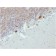 Biotium BNC042807-100, Calretinin / Calbindin 2 (Mesothelioma Marker)(CALB2/2807), CF405S conjugate, 0.1mg/mL