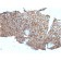 Desmoglein-3 (Squamous Cell Marker)(DSG3/2840), CF405S conjugate, 0.1mg/mL