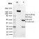 Maltose Binding Protein / MBP-probe(R29.6), CF405S conjugate, 0.1mg/mL