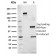 Fibronectin(Fn-3), CF405S conjugate, 0.1mg/mL