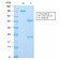 Biotium BNC042859-100, ACTH (Adrenocorticotrophic Hormone) (C-Terminus)(CLIP/2859R), CF405S conjugate, 0.1mg/mL