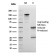 Complement 3d (C3d) (Acute Humoral Rejection Marker)(C3D/2891), CF405S conjugate, 0.1mg/mL