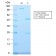 Major Vault Protein (MVP) (VP2897R), CF405S conjugate, 0.1mg/mL