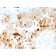 Uroplakin 1A (Urothelial Differentiation Marker)(UPK1A/2921), CF405S conjugate, 0.1mg/mL