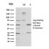 Uroplakin 1A (Urothelial Differentiation Marker)(UPK1A/2924), CF405S conjugate, 0.1mg/mL