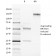 ROR-gamma / RORC (RAR-related Orphan Receptor C)(RORC/2942), CF405S conjugate, 0.1mg/mL