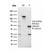 Fibronectin(FN1/2949), CF405S conjugate, 0.1mg/mL
