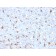 Biotium BNC042961-100, C1QB / Complement C1q B-Chain(C1QB/2961), CF405S conjugate, 0.1mg/mL