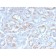 pS2 / pNR-2 / TFF1 (Estrogen-Regulated Protein) (TFF1/2969R), CF405S conjugate, 0.1mg/mL