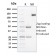 Cyclin B2(X29.2), CF405S conjugate, 0.1mg/mL