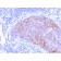 HER-2 / c-erbB-2 / neu / CD340(ERBB2/3078), CF405S conjugate, 0.1mg/mL