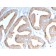 ICOS-L / ICOS Ligand / B7RP-1 (Immuno-Oncology Target)(ICOSL/3111), CF405S conjugate, 0.1mg/mL