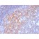 Biotium BNC043116-500, CD19 (B-Lymphocyte Marker)(CD19/3116), CF405S conjugate, 0.1mg/mL